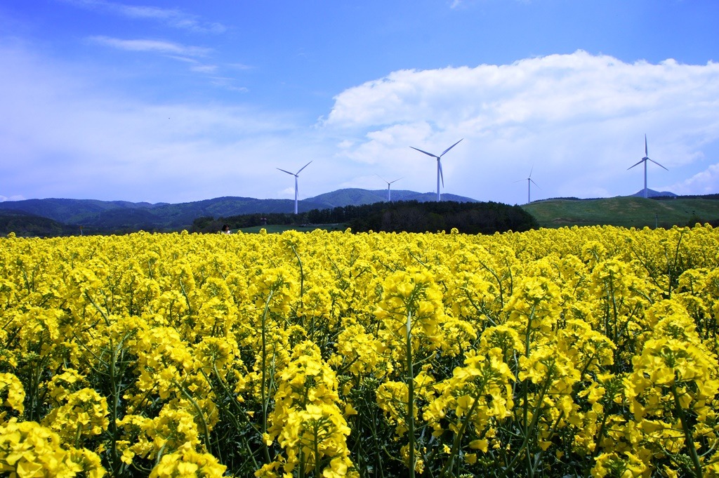 横浜町に広がる一面の黄色い菜の花畑