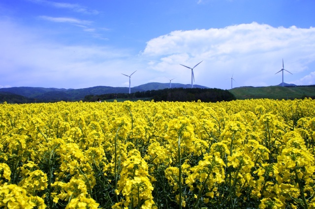 横浜町に広がる一面の黄色い菜の花畑