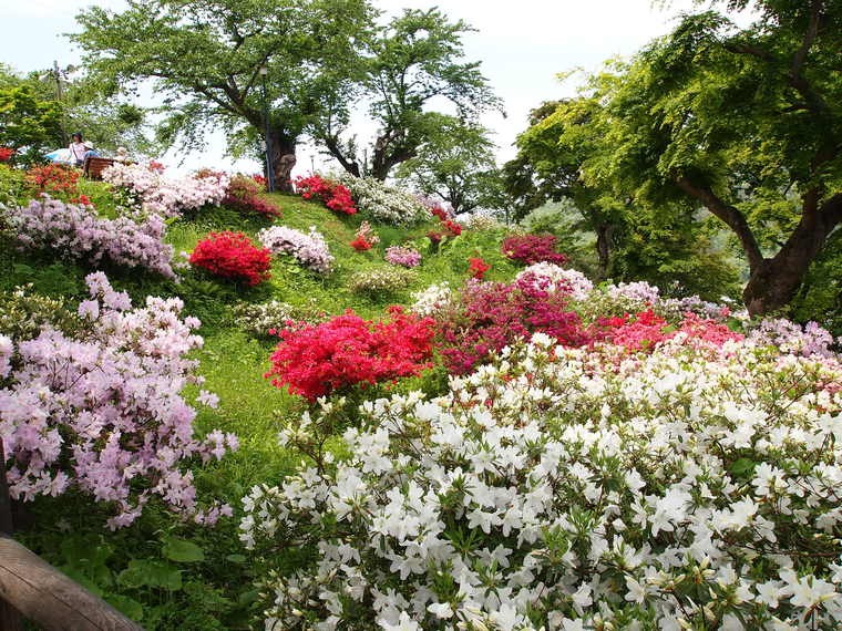色とりどりのツツジに魅せられて。~大鰐温泉つつじまつり~~