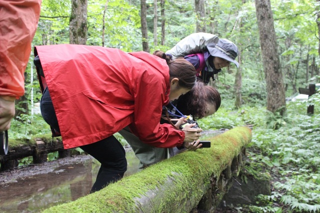 雨の奥入瀬を撮りまくる。