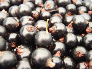 カシス収穫のお手伝いと青森でしか出来ない贅沢な瞬間