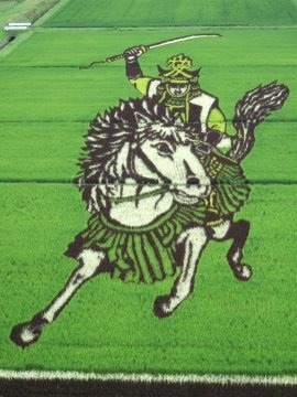 今年も見頃、夏のでっかいアート