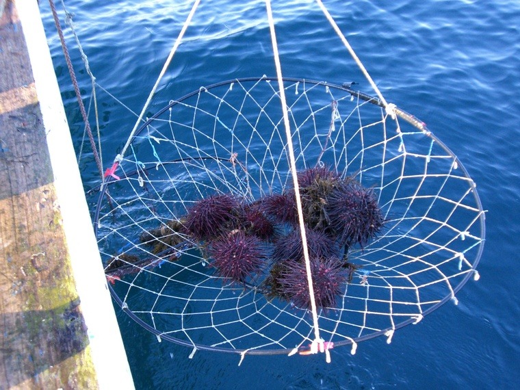 甘み引き立つ「津軽海峡 甘塩うに」