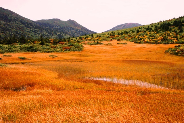 青森で最も早い紅葉「八甲田の草もみじ」