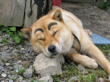 大間の休日　本州のてっぺんのアイヌ犬