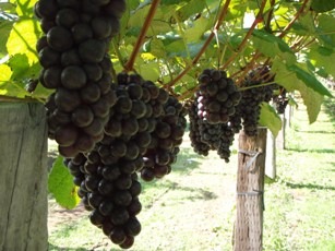紅葉の岩木山を眺めつつ、「森の中の果樹園」へ