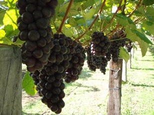 紅葉の岩木山を眺めつつ、「森の中の果樹園」へ