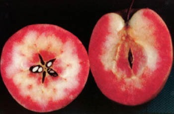 果肉も赤い「赤～いりんご」に新たな仲間が！