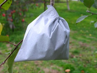 無袋りんごから有袋りんごへ