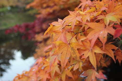 石垣工事直前、弘前公園では紅葉が見頃