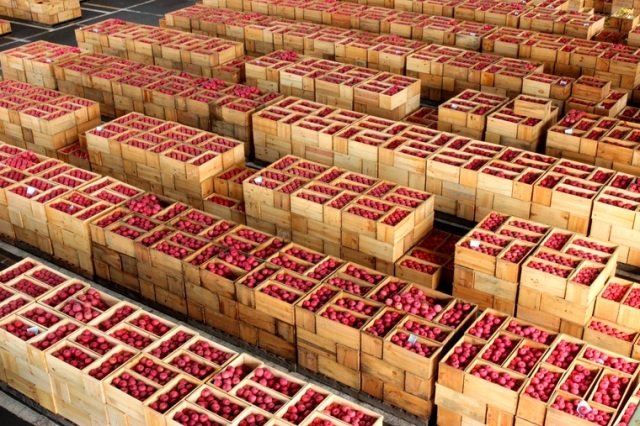 まるでアート！日本一のりんご市場を見学