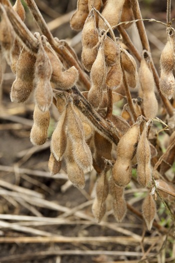 三上新一さんの有機JAS栽培の大豆　～頼れるのは土のみ～