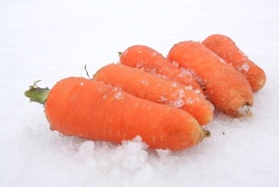 雪がどんどん降る青森・・・にんじんはどんどん旨くなる！