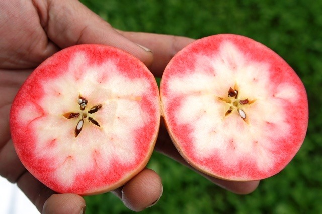 ポリフェノール８倍！のリンゴ「御所川原」