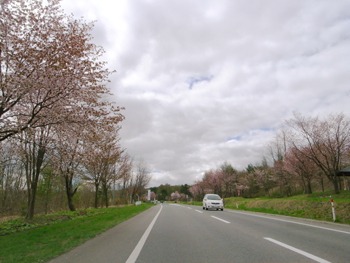 岩木山オオヤマザクラネックレスロード