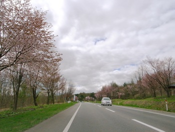 岩木山オオヤマザクラネックレスロード