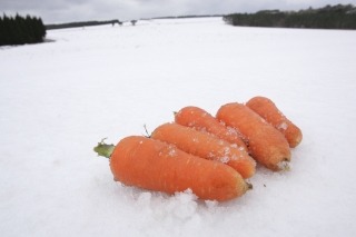 ウマじゃないけど、これはウマい!!　(ﾟДﾟ)ｳﾏｰ