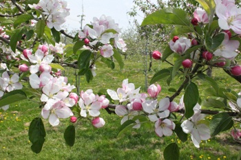 桜のあとはりんごです。
