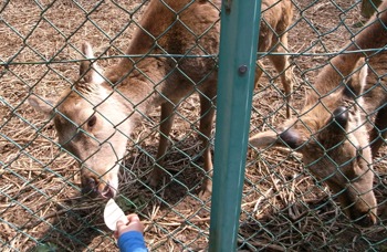 馬場のぼるの故郷・三戸で、鹿が食べていたものは!?