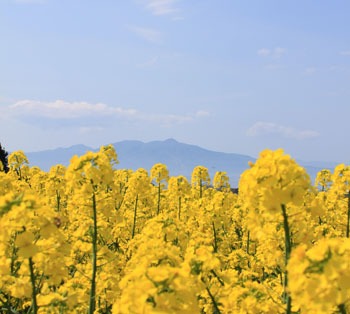 黄色と桃色の花盛り