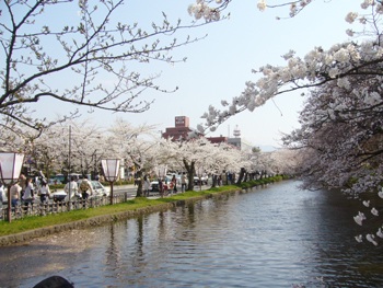 弘前のさくらはサイコーです。