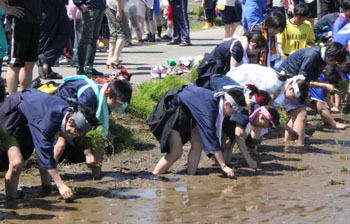 田んぼアートで泥パック