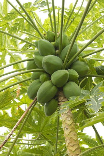 アグリの里おいらせ　～日本最北の熱帯フルーツ～