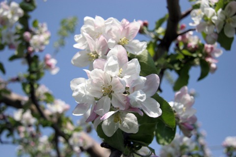 青森県の花「りんごの花」