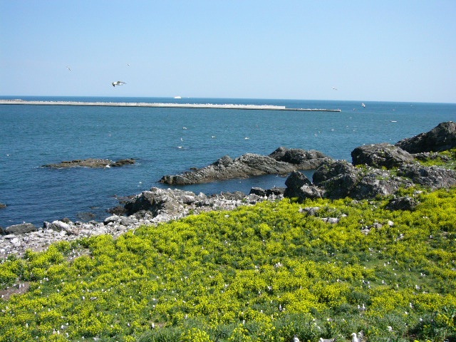 八戸：蕪島＋ウミネコ
