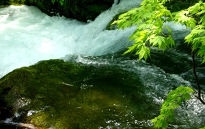 春の奥入瀬と七子八珍