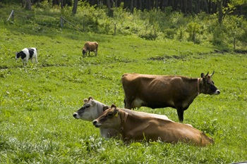 カワヨグリーン牧場２　センターハウス