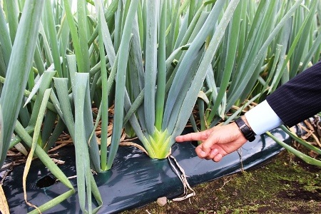 復活！在来種「南部太ねぎ」