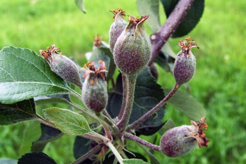 世界最強（？）の「青森県りんご試験場」