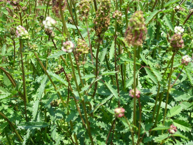 大西ハーブ農園の食べるハーブ