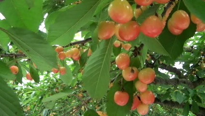 さくらんぼ狩りが始まりました