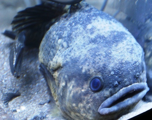 癒しの空間「水産科学館マリエント」