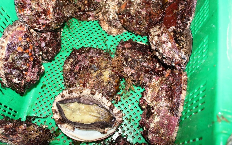 久六島産のアワビ・サザエを入手できる久六屋