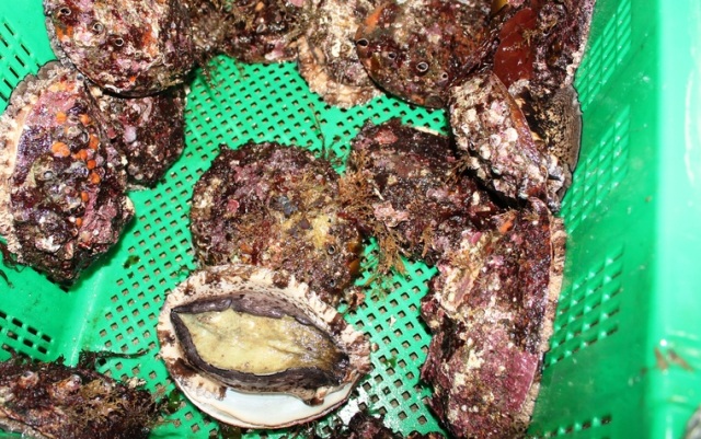 久六島産のアワビ・サザエを入手できる久六屋