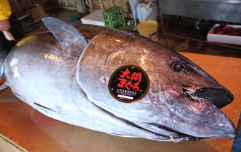 ザ・マグロ解体ショー