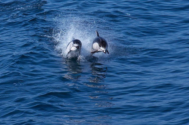 癒しを求めてイルカに会いに行こう