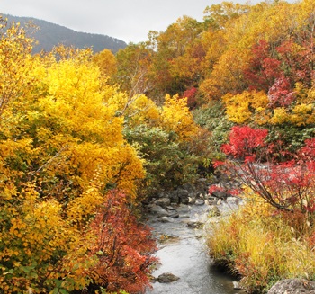 紅葉前線下山（南下）中