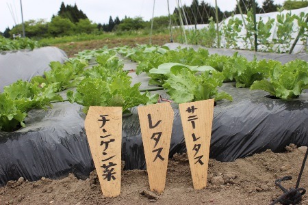 週末ファーマーが集う「ふれあい農園」で無農薬野菜づくりに挑戦