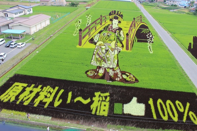 田んぼアート、今年は「花魁」!