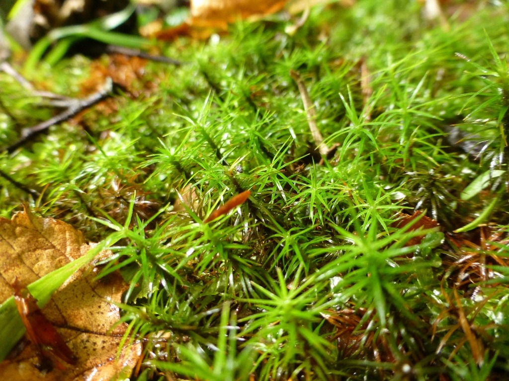 祝☆奥入瀬渓流「日本の貴重なコケの森」選定!