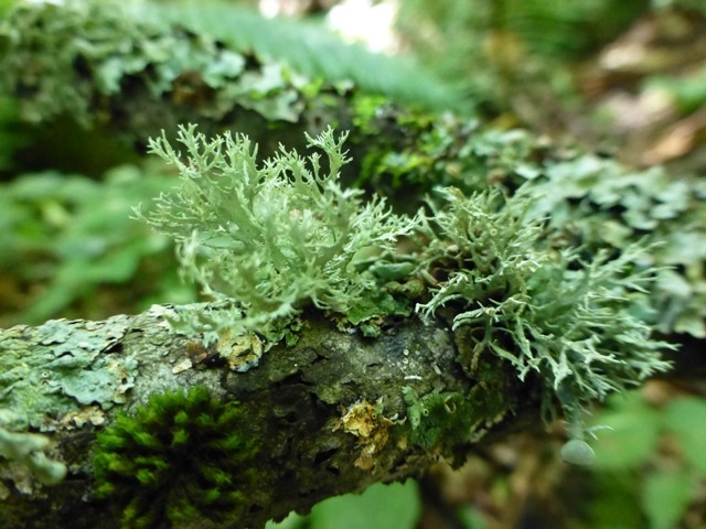 まるで「森のサンゴ」。