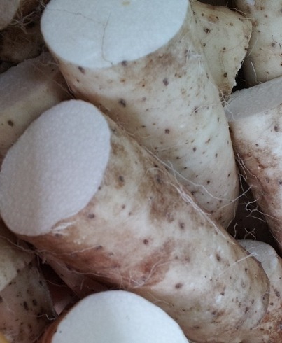 すごい？ながいも！