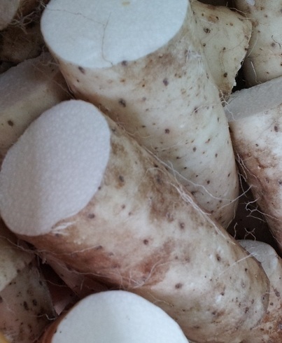 すごい？ながいも！