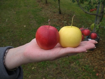 「水野さんのミニふじ」ワンプレートレシピ