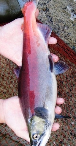 十和田湖の特産「ひめます」が遡上中！