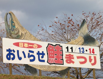 おいらせ鮭まつりで鮭のつかみどり